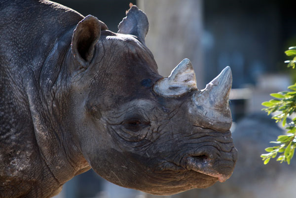 The Critically Endangered black rhino continues to be threatened by poachers across Africa. Approximately 4,000 survive in the wild. Photo by: Rhett Butler.br /br /