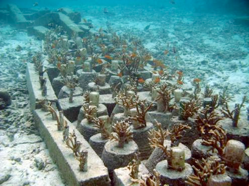 A dead zone off the Pacific Northwest. http://greenarmyunite.com/?page_id=196