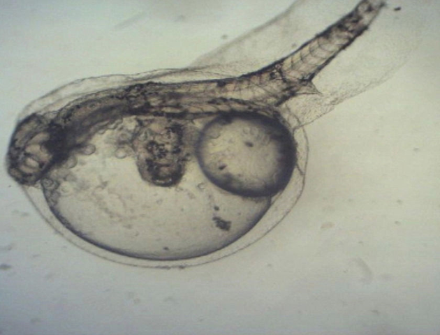 A two-headed bass found at the Sunshine Coast fish farm in January 2009. (ABC TV News)