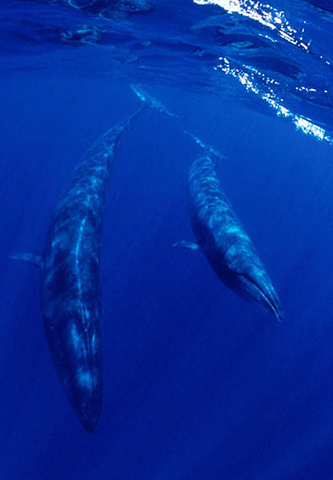 Sei whale and calf, 01 April 2001 Portugal. Greenpeace