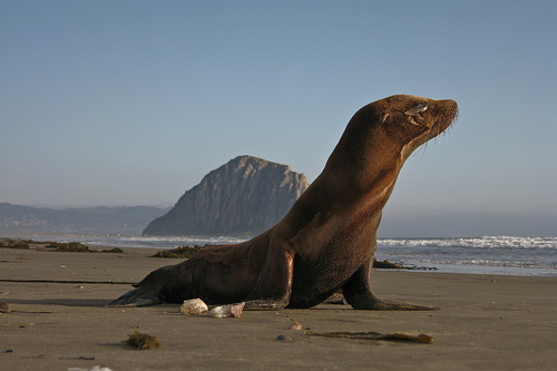 This distressed sea lion pup was observed precisely at the point of the Azure Street entrance to Morro Strand State Beach, in Morro Bay, CA, 29 June 2009 close to 7PM. Morro Rock is in the background. Photos by Michael 'Mike' L. Baird, mike at mikebaird d o t com, flickr.bairdphotos.com