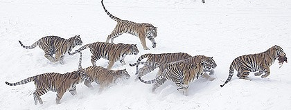 Siberian tiger runs away with a chicken tossed by tourists at the Harbin Tiger Park in Harbin in a file shot taken in 2008. Photo: AP