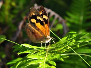 Common brown butterfly (Heteronympha merope). Is it time to lay yet? Image: Paul Sunnuck, Monash University