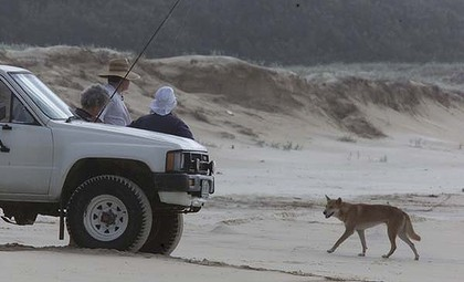 People in a four-wheel-drive (not any of those mentioned in the story) watch a dingo on Fraser Island. Photo: Peter Rae