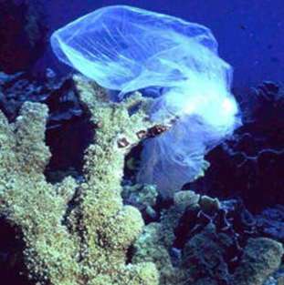 There are many ways that pollution can damage reefs. Debris like this plastic bag can quickly become entangled on a coral and smother it. (NOAA)