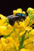 Bee on flower. Credit: Jack Dykinga / USDA