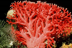 Red coral (Errina novaezelandiae) is not a true coral, but a related type of animal – a hydrocoral. It is a colonial animal made up of separate individuals, each with its own feeding and defence systems. Usually hydrocorals grow only in the deep ocean, but in the fiords of south-western New Zealand red coral grows at depths of 20 metres. It is a protected species. New Zealand Department of Conservation, Reference: 10048512