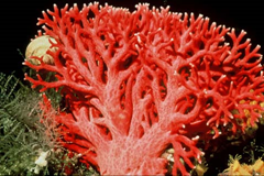 Red coral (Errina novaezelandiae) is not a true coral, but a related type of animal &ndash; a hydrocoral. It is a colonial animal made up of separate individuals, each with its own feeding and defence systems. Usually hydrocorals grow only in the deep ocean, but in the fiords of south-western New Zealand red coral grows at depths of 20 metres. It is a protected species. New Zealand Department of Conservation, Reference: 10048512