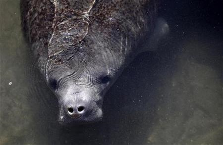 A manatee is seen near the outlet where Florida Power & Light Company (FPL) pipes warm the water, at an inactive power plant undergoing renovation works in Riviera Beach, Florida January 7, 2010. REUTERS / Carlos Barria