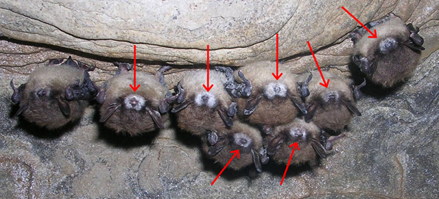 During the winter of 2006-2007, a large number of dead bats were discovered in 4 Albany NY area caves (Hailes and Knox Caves, Schoharie and Gages Caverns ). Although it has not yet been confirmed, it seems likely that this event was related in some way to a fungus that was observed around the noses of roughly half the bats in Hailes Cave. None of the many bat researchers that were sent the photograph had seen anything like it before. necaveconservancy.org