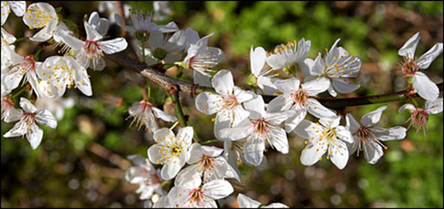 UK flowers are now emerging about five days earlier than 30-40 years ago. BBC