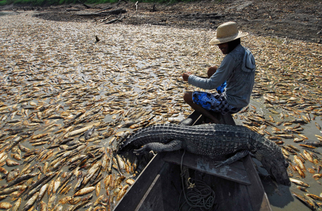 Brazilian fisherman Elson de Oliveira, hauls a dead alligator into his boat at Reis Lake, in Manaus, Amazonas state, on Dec. 3, 2009. Plummeting water oxygen levels due to a severe drought have led to thousands of fish dying along the Manaquiri River. MARCIO SILVA / AFP / Getty Images