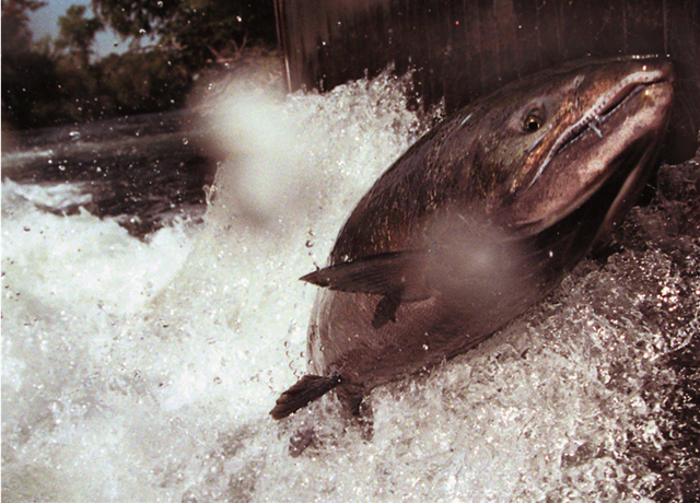 A chinook jumps against a grate in a California fish hatchery. Credit: Associated Press