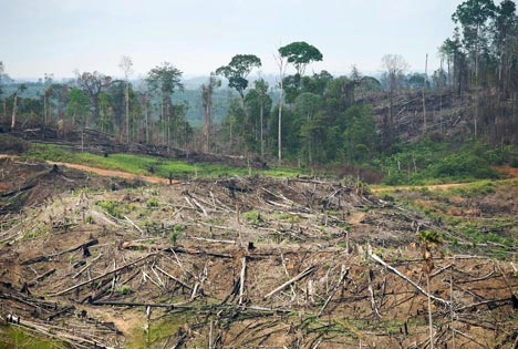 Logging in Indonesia. Photo by David Gilbert / Rainforest Action Network via FERN.