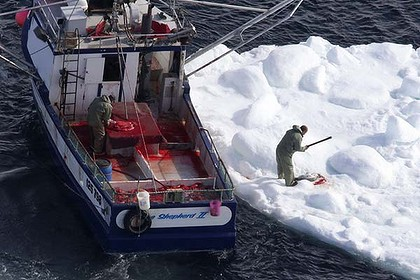 A sealer clubs a harp seal during the 2010 seal hunt off the coast of Newfoundland. Photo: Reuters