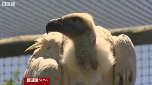 Endangered South African vulture. BBC