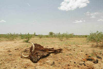 Dead cow in Niger, 6 October 2009. ILRI News via flickr