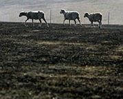 Sheep search for any patch of fresh grass left after a fire raged through the community of Kinglake, northeast of Melbourne on February 9, 2009. Troops and firefighters battled raging Australian wildfires that have left at least 131 people dead amid a landscape of charred homes, bodies and devastated communities. Photo courtesy AFP.