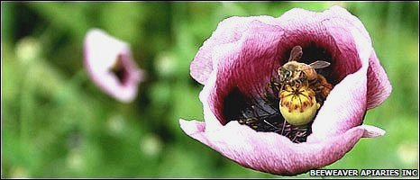 Colony Collapse Disorder (CCD) in honeybees could be caused by a 'synergy' between groups of fungi and viruses. A combination of fungi and viruses could be reponsible. Beeweaver Apiaries, Inc.