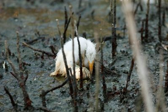 A young heron sits dying amidst oil splattering underneath mangrove on an island impacted by oil from the Deepwater Horizon oil spill in Barataria Bay, just inside the the coast of Lousiana, Sunday, May 23, 2010. The is home to hundreds of herons, brown pelicans, terns, gulls and roseate spoonbills. (AP Photo / Gerald Herbert)