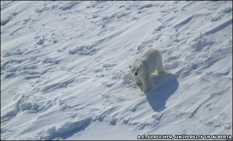 A male polar bear in prime condition is spotted tracking a female. A.E. Derocher, U. of Alberta / BBC