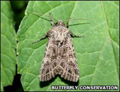 The bordered gothic moth has already disappeared from the UK