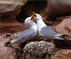 Kittiwake pair displaying at nest site. Rissa tridactyla