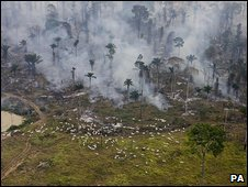 Brazil's government says it wants to protect the rainforest