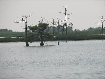 U.S. officials estimate that up to 40 square miles of Louisiana wetlands disappear annually and that by 2040 the coast will have receded more than 30 miles. (Kari Lydersen / The Washington Post)