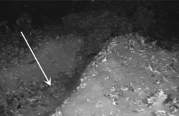 Trawled L. pertusa grounds at a depth of 200 m in the Iverryggen area, West Norway, May 1999. Smashed coral fragments litter the sediment around a clear trench from towed fishing gear (arrow). Lower edge of photograph ca. 1.5 m.