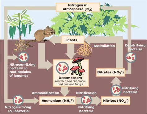 The Nitrogen Cycle. Courtesy EPA