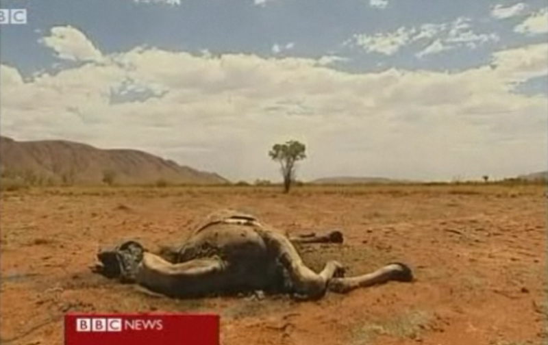 Australia camel, dead of thirst from relentless drought. BBC