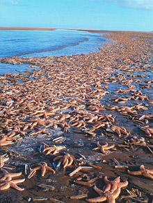 Remarkable picture shows a tide of over 10,000 starfish that died after being washed up on Holkham Beach  Photo: MASONS