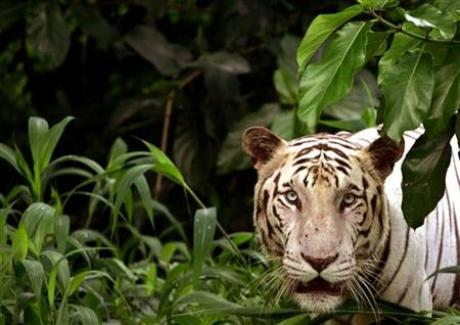 Tigers are in a 'very, very precarious' state and could disappear altogether in nearly half of India's tiger reserves, Environment Minister Jairam Ramesh said on Wednesday. Reuters