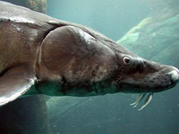 Prehistoric white sturgeon, British Columbia. Photo: Rich Lafferty