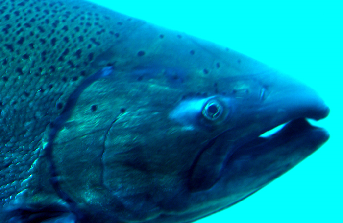 The Fraser is synonymous with salmon: it produces more salmon than any other river system in the world. Millions of salmon spawn in its huge network of lakes and tributaries. The chum is one of five species found in the Fraser River: pink, chum, coho, Chinook and sockeye, which is the most economically important. Source: @iStockphoto.com / Dave Brenner