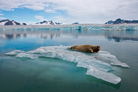 A bearded seal rests on shrinking sea ice near Svalbard Island in the Arctic Ocean. Photograph by Paul Nicklen, NGS 