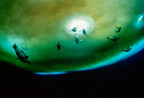 Crumbling ice shelves in the Antarctic are already affecting breeding colonies of emperor penguins (above, a penguin group dives under a breathing hole), according to the December 2009 IUCN report.  &mdash;Photograph by Maria Stenzel, National Geographic Stock