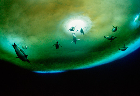 Crumbling ice shelves in the Antarctic are already affecting breeding colonies of emperor penguins (above, a penguin group dives under a breathing hole), according to the December 2009 IUCN report.  —Photograph by Maria Stenzel, National Geographic Stock