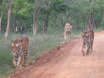 Wild tigers in Nepal (Photo by Akash Saha) 