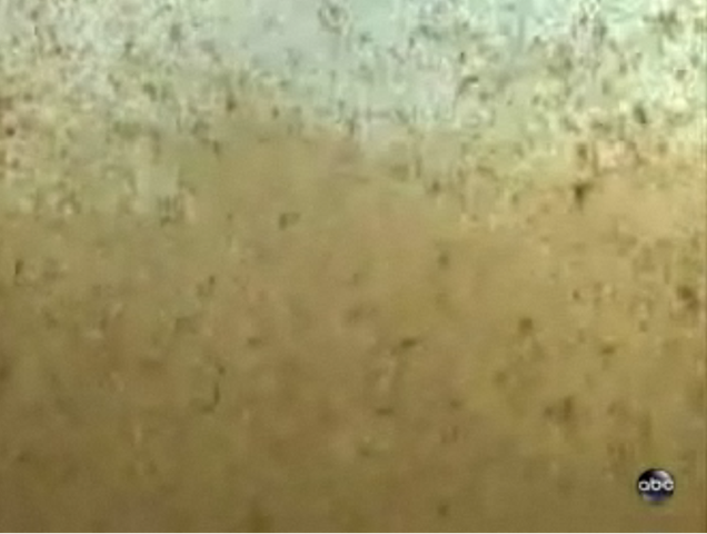 Emulsified oil from the BP Gulf oil spill stretches 25 feet or more beneath the surface, photographed by Philippe Cousteau Jr. and Sam Champion during a hazmat dive into the Gulf's oily waters. ABC News