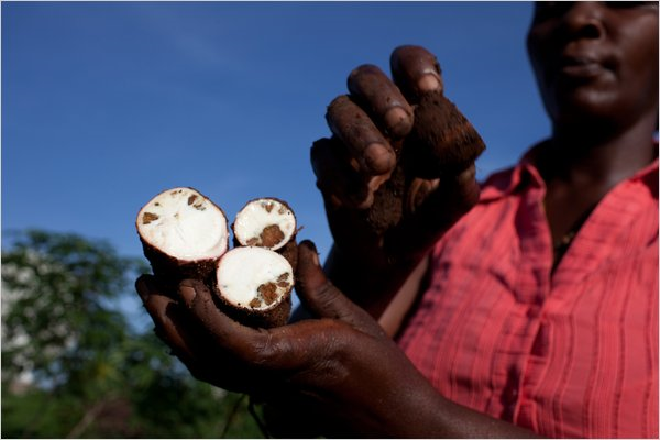 Lynet Nalugo, of Mukono, Uganda, shows a cassava tuber dug out of her field and sliced open. It is infected with brown streak. Tyler Hicks / The New York Times