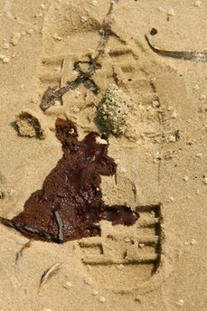 A hermit crab and oil that washed ashore along the coastline of Dauphin Island, Ala. rest inside a boot print Tuesday, June 1, 2010, as oil leaking from the Deepwater Horizon wellhead continues to spread in the Gulf of Mexico. AP Photo / Mobile Press-Register, John David Mercer