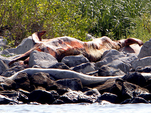 'When we found this dolphin it was filled with oil.' Carcass of a decomposing dolphin on rocks at Queen Bess Island in Gulf of Mexico. DelMundo for News / nydailynews.com