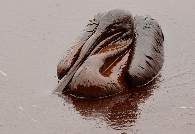 A Brown Pelican sits in heavy oil on the beach at East Grand Terre Island along the Louisiana coast Thursday, June 3, 2010. (AP Photo / Charlie Riedel)