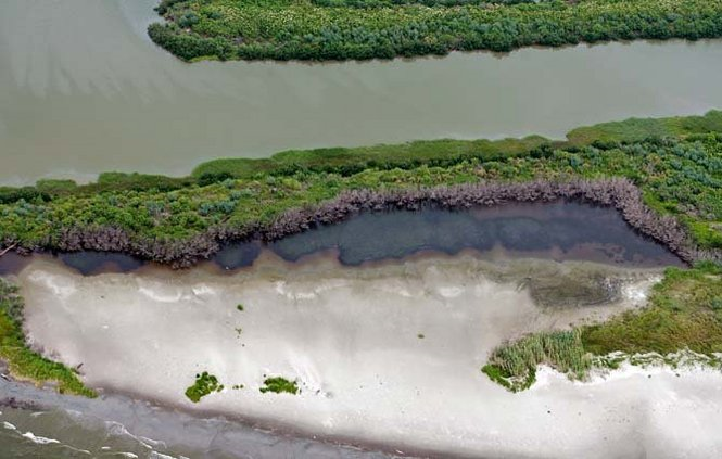 A pool of oil is trapped in a tide pool on a barrier island just east of Grand Isle, La., killing the vegetation along the edges as oil streams into Barataria Bay, inundating the inside waters north of Grand Isle, even as oil continues to spew from the Deepwater Horizon spill into the Gulf of Mexico, Wednesday, June 2, 2010. PHOTO BY TED JACKSON / THE TIMES-PICAYUNE