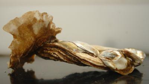 Crassostrea virginica. New research shows that the shell growth of Crassostrea virginica from Chesapeake Bay could be compromised by current levels of acidity in some Bay waters. Credit: Chris Kelly, UMCES Horn Point Laboratory.