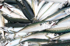 Cornish mackerel from Newlyn. fresh-cornish-fish.co.uk