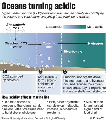 Oceans turning acidic. University of Maryland, Center for Biological Diversity. McClatchy