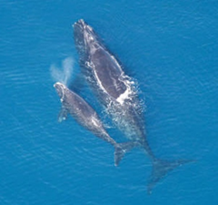 Critically endangered right whale and calf. NOAA